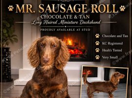 miniature dachshund stud