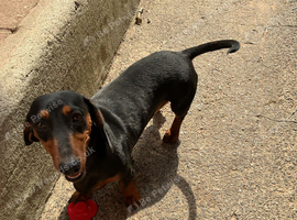 Miniature dachshunds puppies
