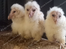 OWLETS FOR SALE LAST 3 FOR SEASON