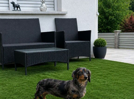 long-haired dachshund