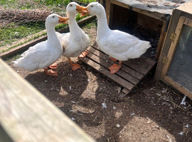 Aylesbury drakes