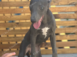 Blue female whippet kc reg