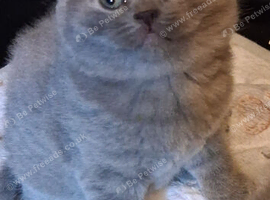 Bsh kittens.