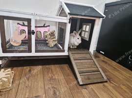 Bunny Rabbit