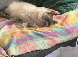 Stunning lilac point female ragdoll