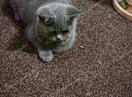 Ready now, gccf Active British Shorthair blue and lilac