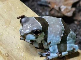 Amazon milk frogs for sale
