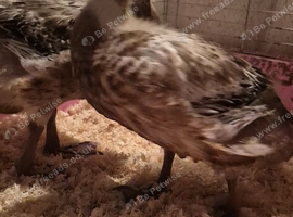 Harliquin ducklings