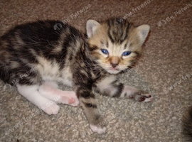 6 x kittens ready to reserve for loving homes