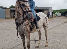 Vegas 16hh 6yrs leopard spotted Appaloosa gelding