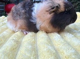 Two boars for sale