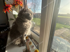 Female British Shorthair
