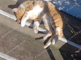 Ginger and white cat