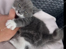 Kitten for sale