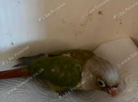 Conure