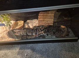 Ball pythons