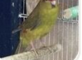 Proven breeding pair of kakarikis