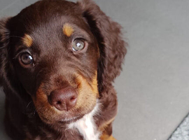 Sprocket Spaniel Puppie