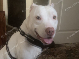 Stitch the white and ginger staffy