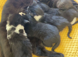 4 kittens for sale & 2 girls, 2 boys