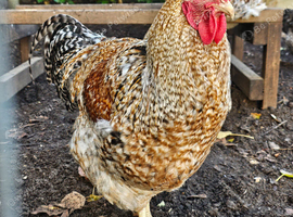 Bielefelder cockerels