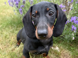 Ready to leave now! Gorgeous Black and Tan boy