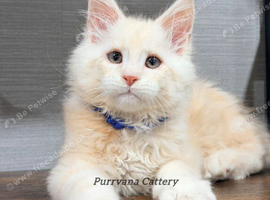 TICA registered Maine coon kittens READY NOW