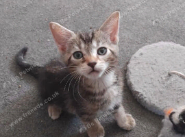 2x kittens for rehoming