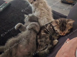 Maine coon/Persian 9 weeks old