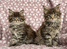 TICA reg Maine coons