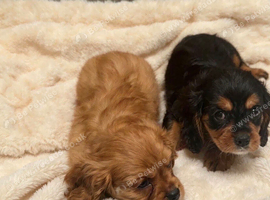 King Charles puppy&rsquo;s