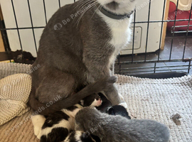 3 beautiful girl kittens and 2 boy kittens