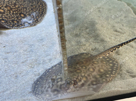Mini marble sting ray pup female