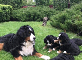 READY NOW TO FIND A HOME LAST TWO
