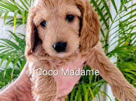6 week old outstanding full DNA tested Cockerpoo puppies