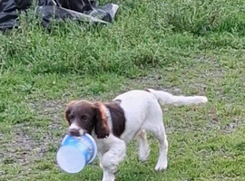 Gorgeous English Springer Spaniel Puppies