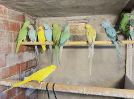 Indian Ringnecks for sale in various colours