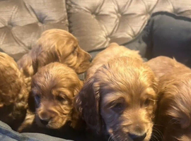 Cocker spainal puppys