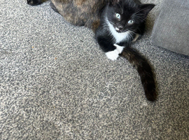 I have 2 kittens ready to leave now wanting there forever loving home
