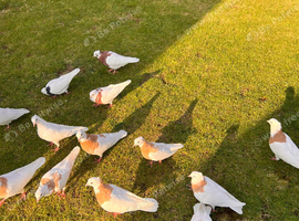 Iranian pigeons