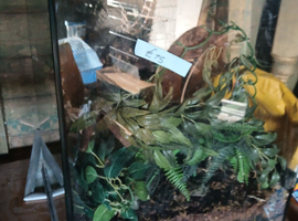 Vivarium for sale