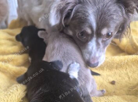 3 males jackawawa pups for sale