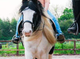 Cob pony for sale 12.3hh