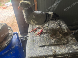 Pigeon