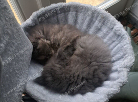 6 month old maine coon
