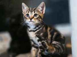 Very cute kittens mixed breed