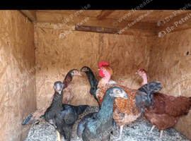 Aseel hens