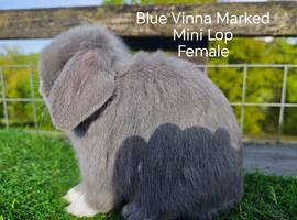 Various Mini Lop Youngsters