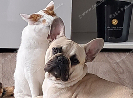 French bulldog re home