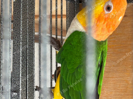 Caique male